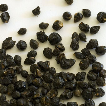 شاه پسند خزنده